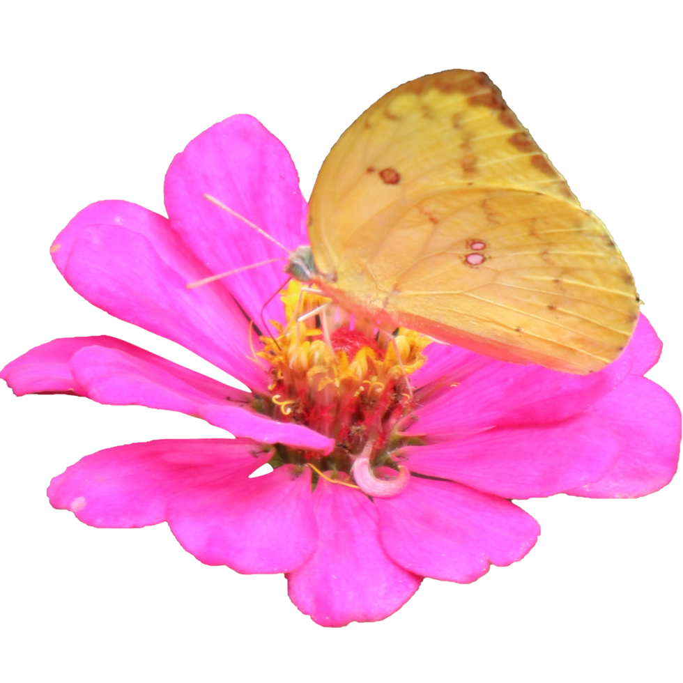 Botanical Zinnia flower and leaf isolated on transparent background png