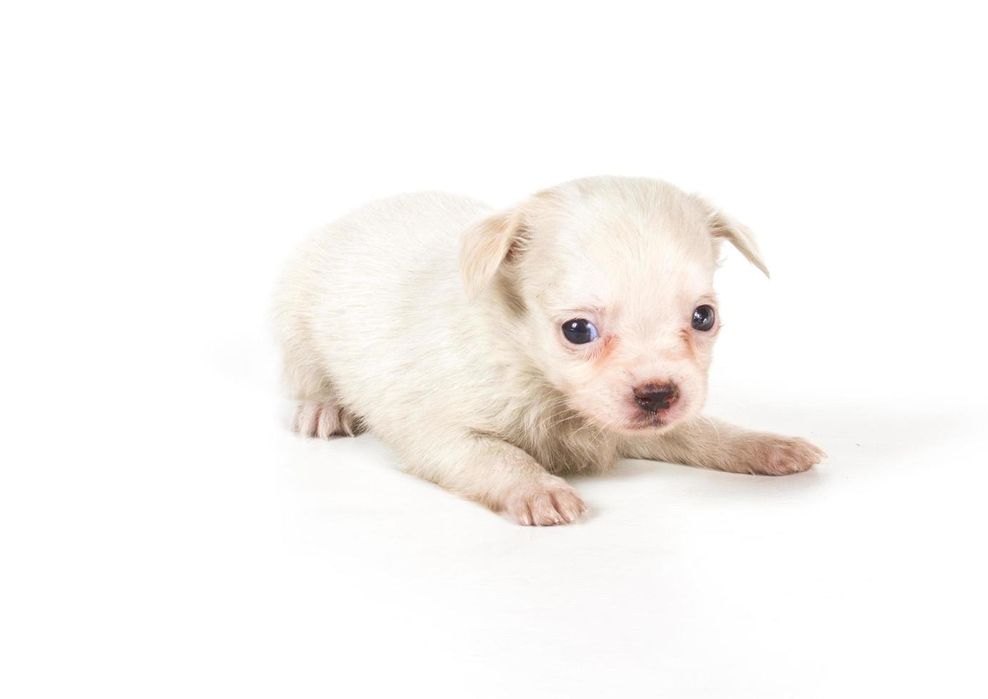 chihuahua puppy on white photo