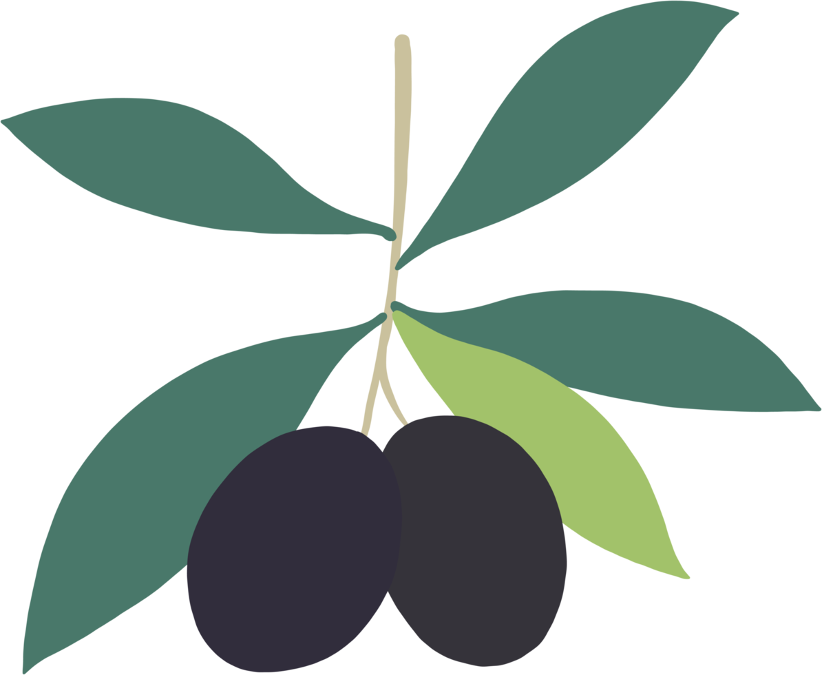 doodle freehand sketch drawing of olive fruit. png