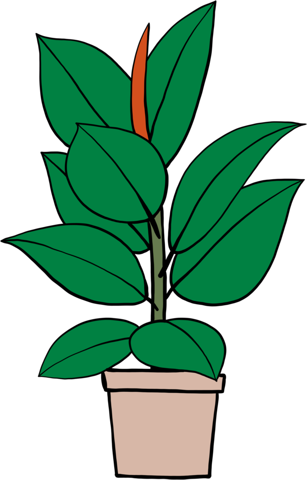 simplicity rubber fig plant freehand drawing flat design. png