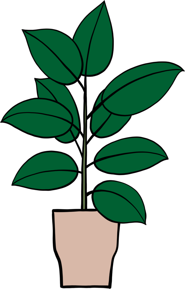simplicity rubber fig plant freehand drawing flat design. png
