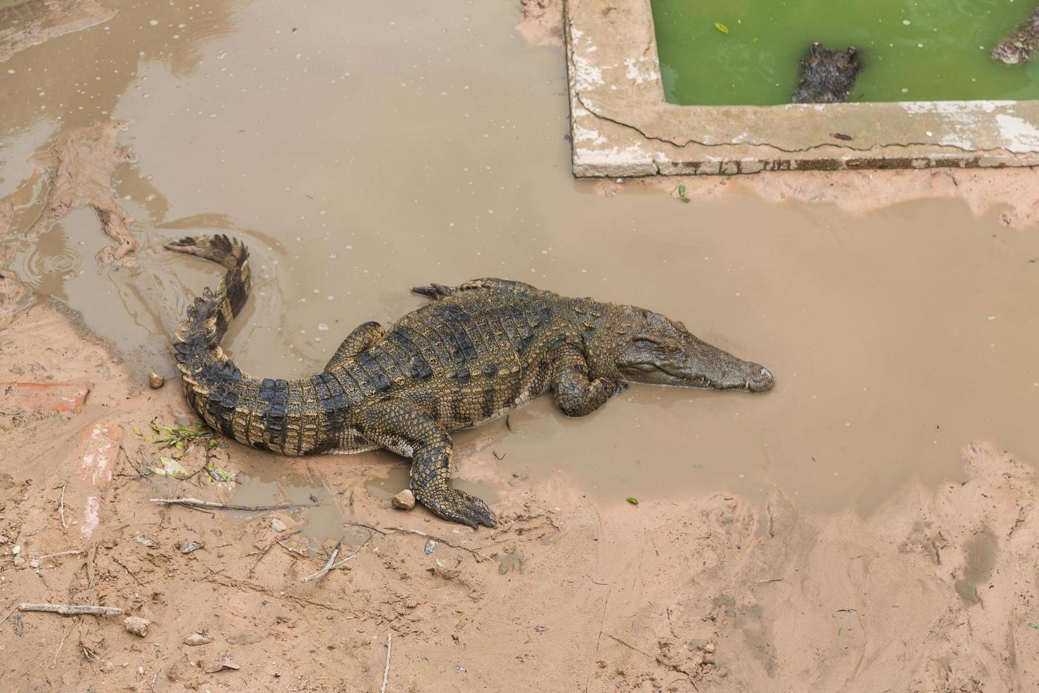 Crocodile on ground photo