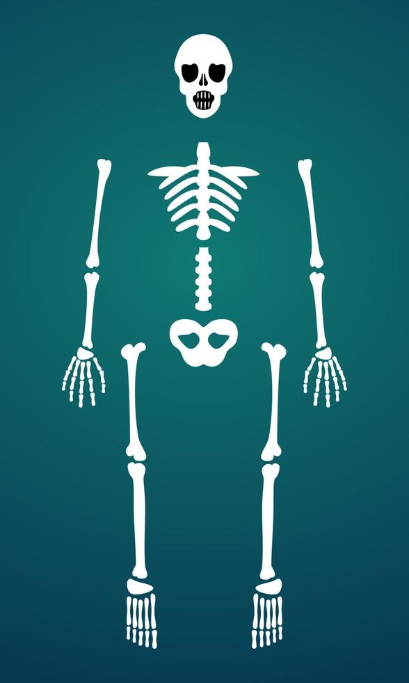 Skeleton Bone Parts Posable Vector 12904395 Vector Art at Vecteezy