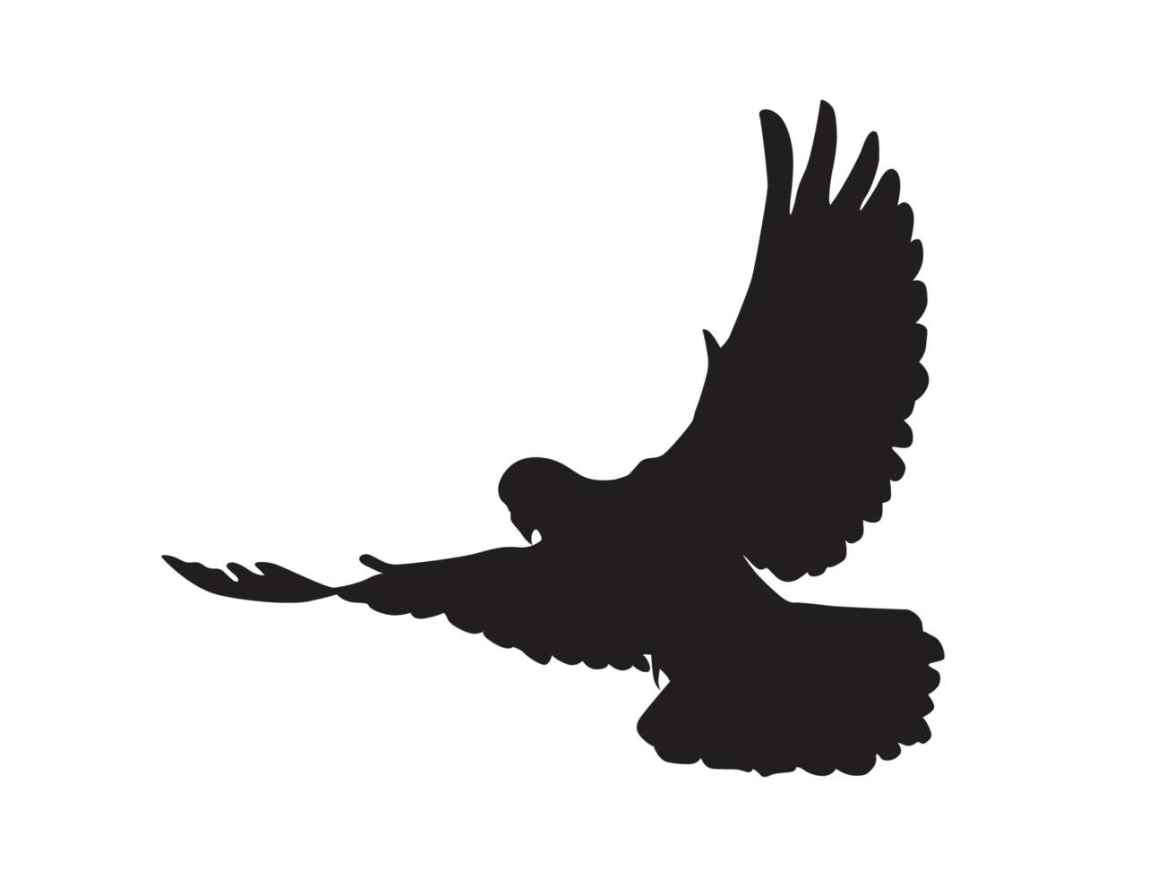 Vogel - fliegende Taubensilhouette png