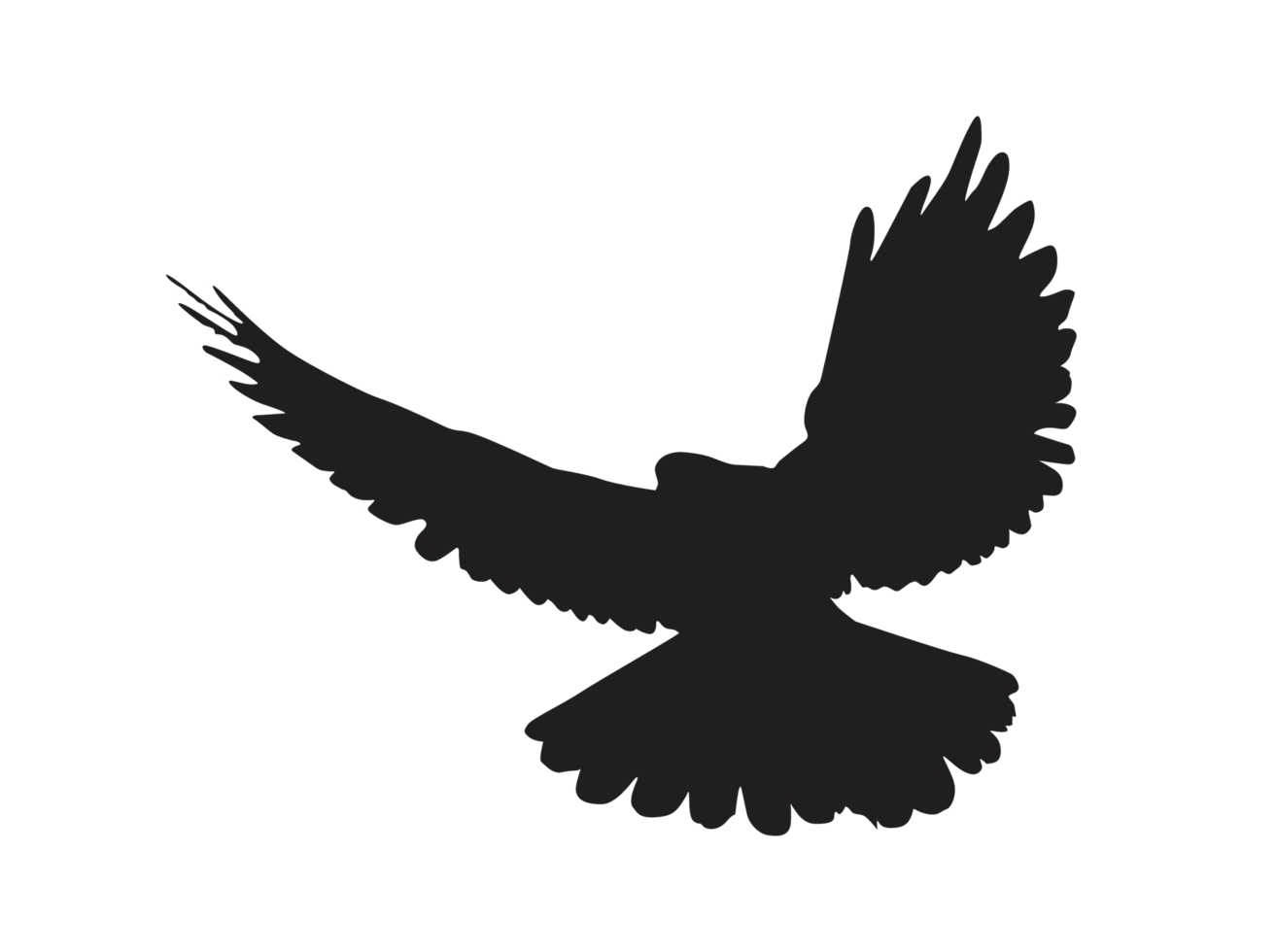 Vogel - fliegende Taubensilhouette png