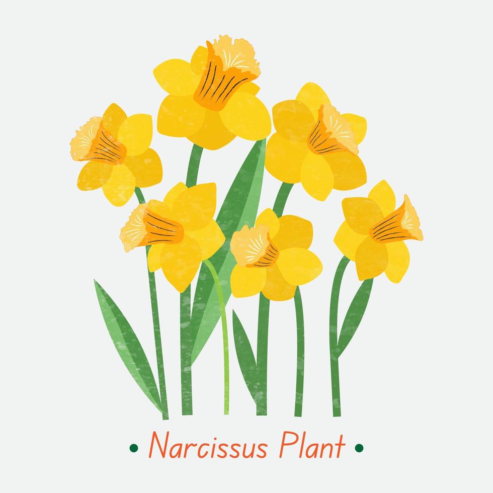 bouquet of yellow flowers, daffodils flower vector