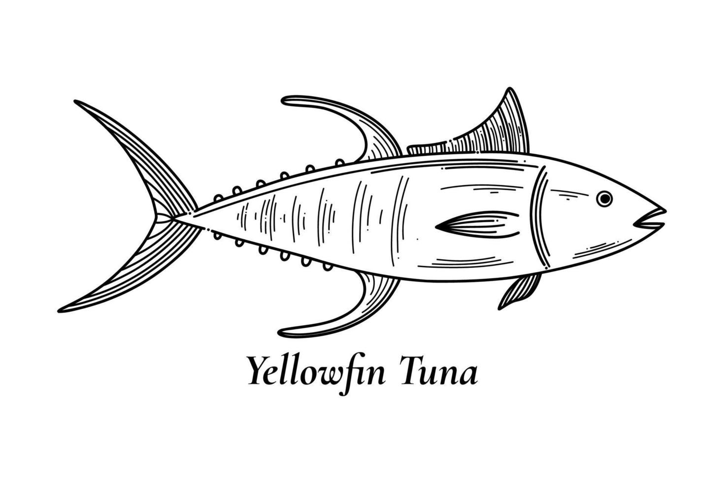 Yellowfin tuna, fish collection. Healthy lifestyle, delicious food vector illustration in sketch style isolated on white. Hand-drawn images, black and white graphics.