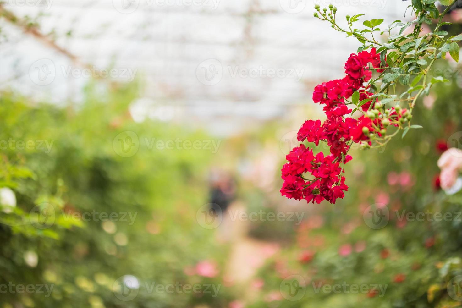Beautiful red roses flower in the garden photo