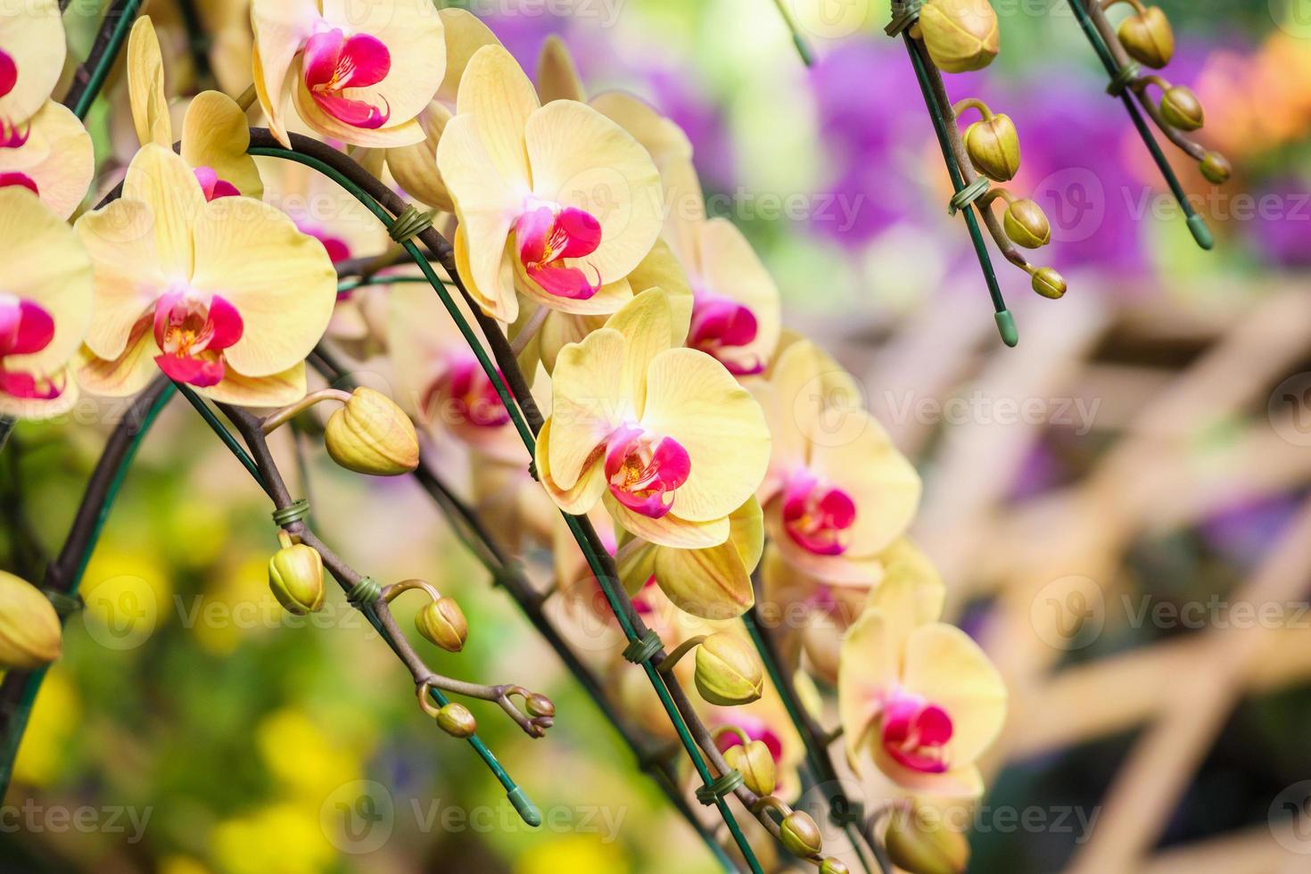 Beautiful Phalaenopsis Orchid flower blooming in garden floral background photo