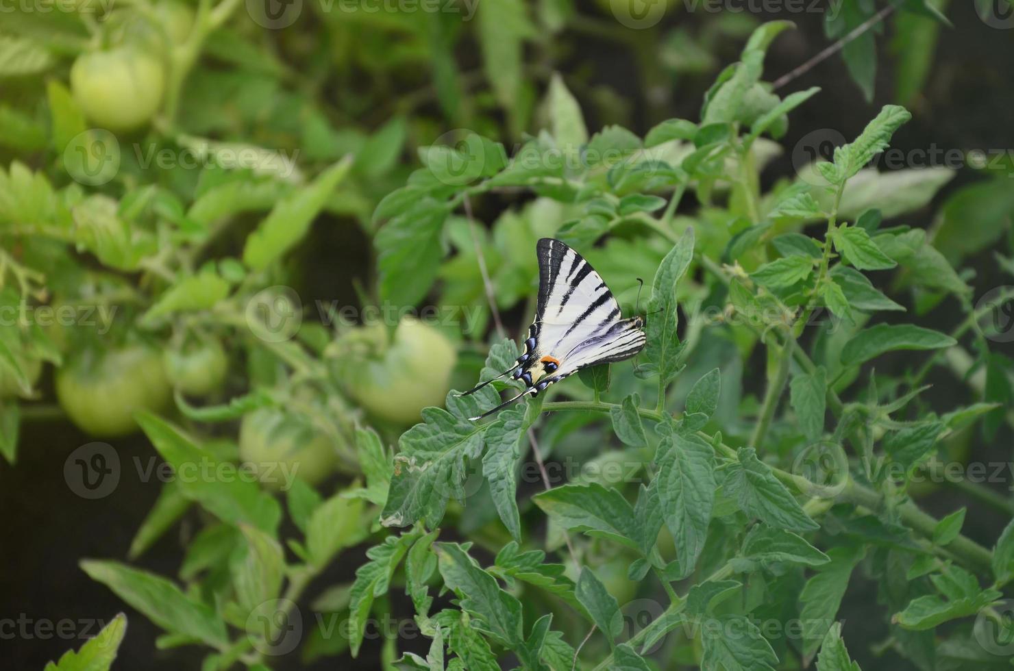 Scarce swallowtail Iphiclides podalirius rare european butterfly is sitting on the bushes of a blooming tomato photo