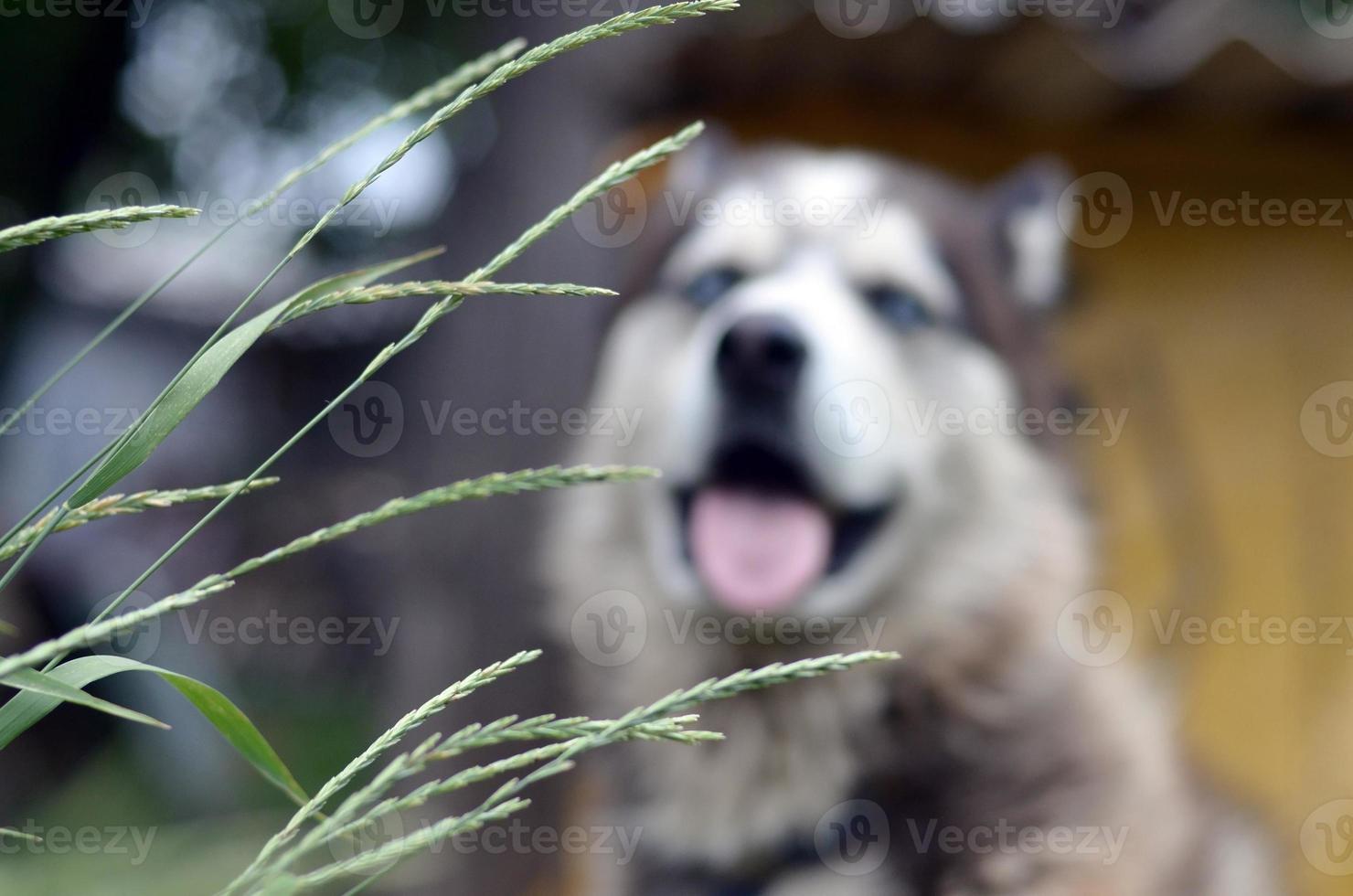 Arctic Malamute with blue eyes muzzle portrait close up throught the green grass stems with selective focus photo