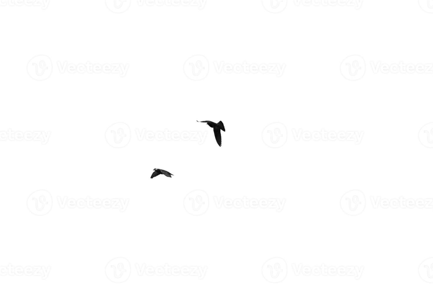 bird flying isolated on white background photo