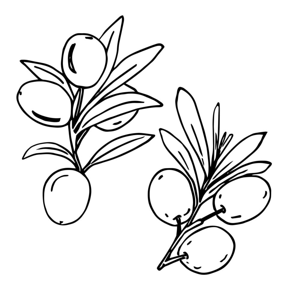 Olive branches, sketch, black lines on white. For kitchen decor, menu. vector