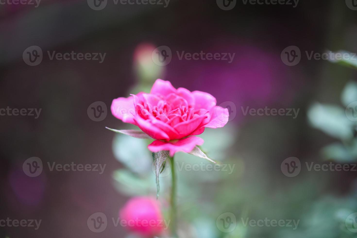 Beautiful pink roses flower in the garden photo