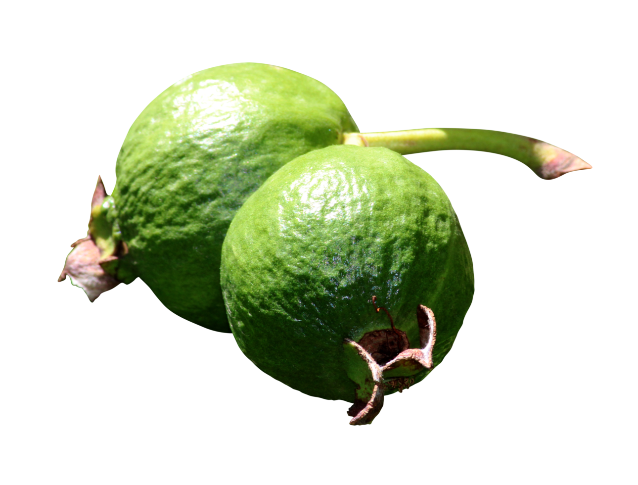 gemeenschappelijk guava fruit png