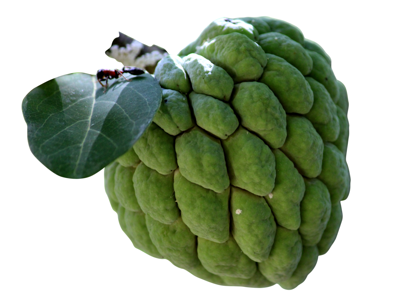 Sugar Apple Fruit png