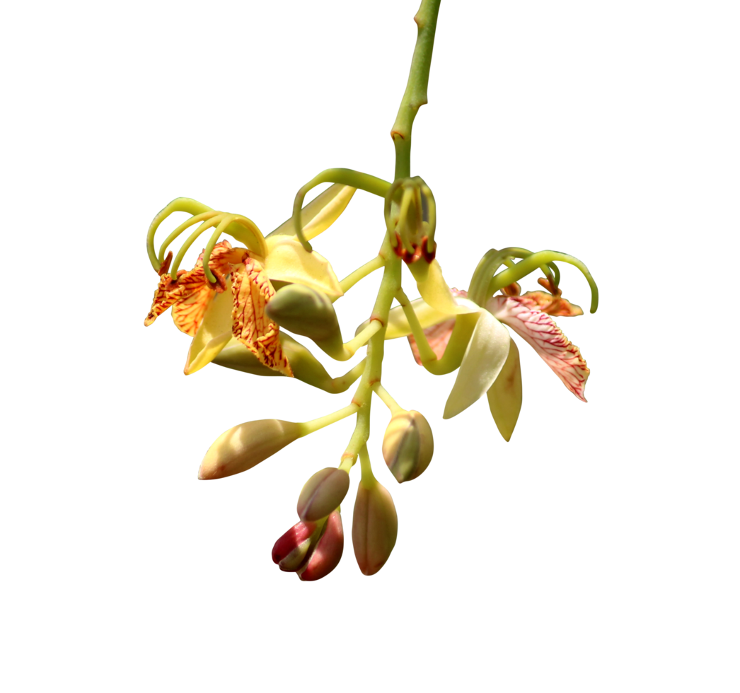 fleurs de tamarinus indica png