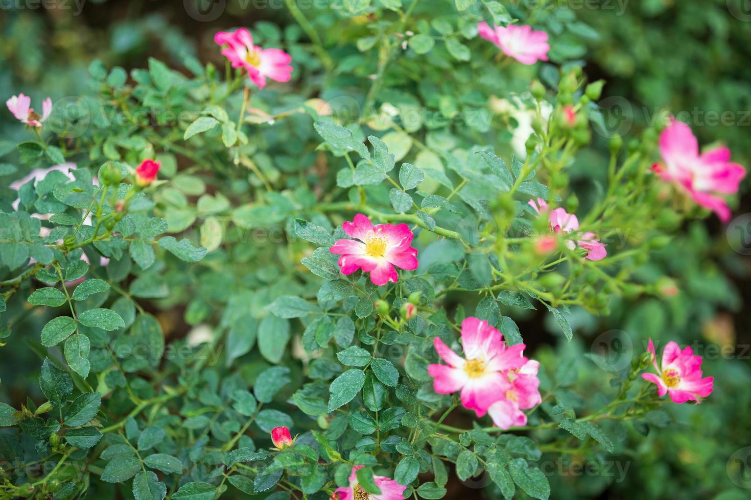 Beautiful colorful pink roses flower in the garden photo