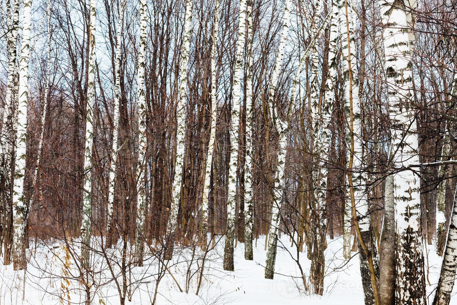 bare birch trees in woods in winter photo