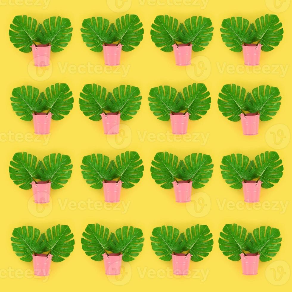 Tropical palm monstera leaves lies in a pastel pails on a colored background. Flat lay trendy minimal pattern. Top view photo