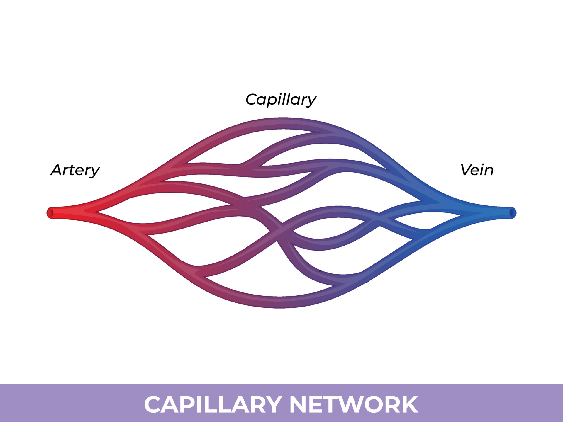 Capillary Network Smallest Blood Vessels They Convey Blood Between The capillary-network-smallest-blood-vessels-they-convey-blood-between-the