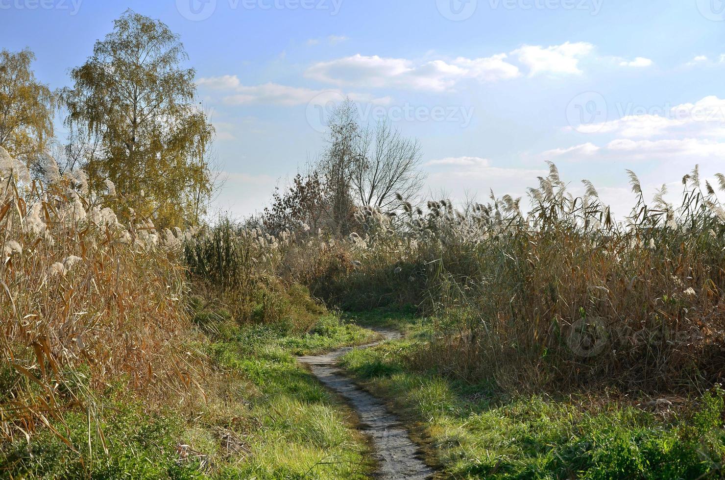 paisaje con un campo de juncos foto