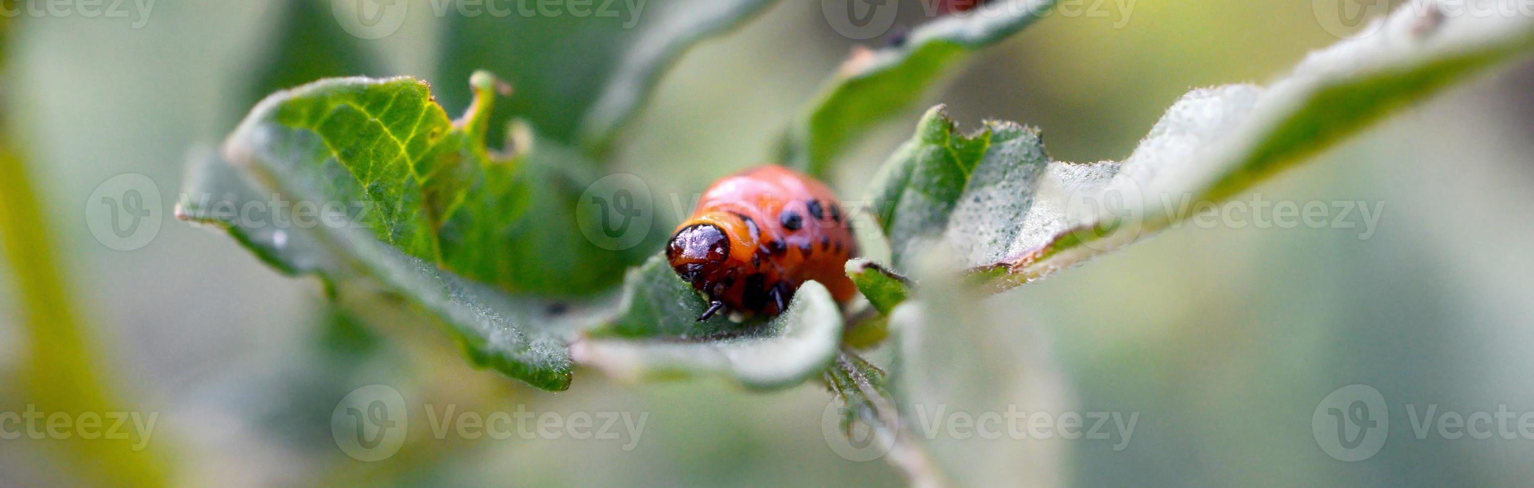 Colorado potato beetle larvae eat leaf of young potato photo