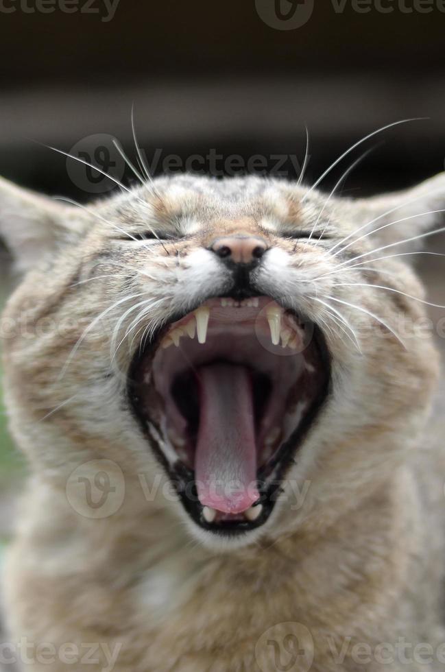 Brown tabby domestic cat yawning on blurred green yard photo