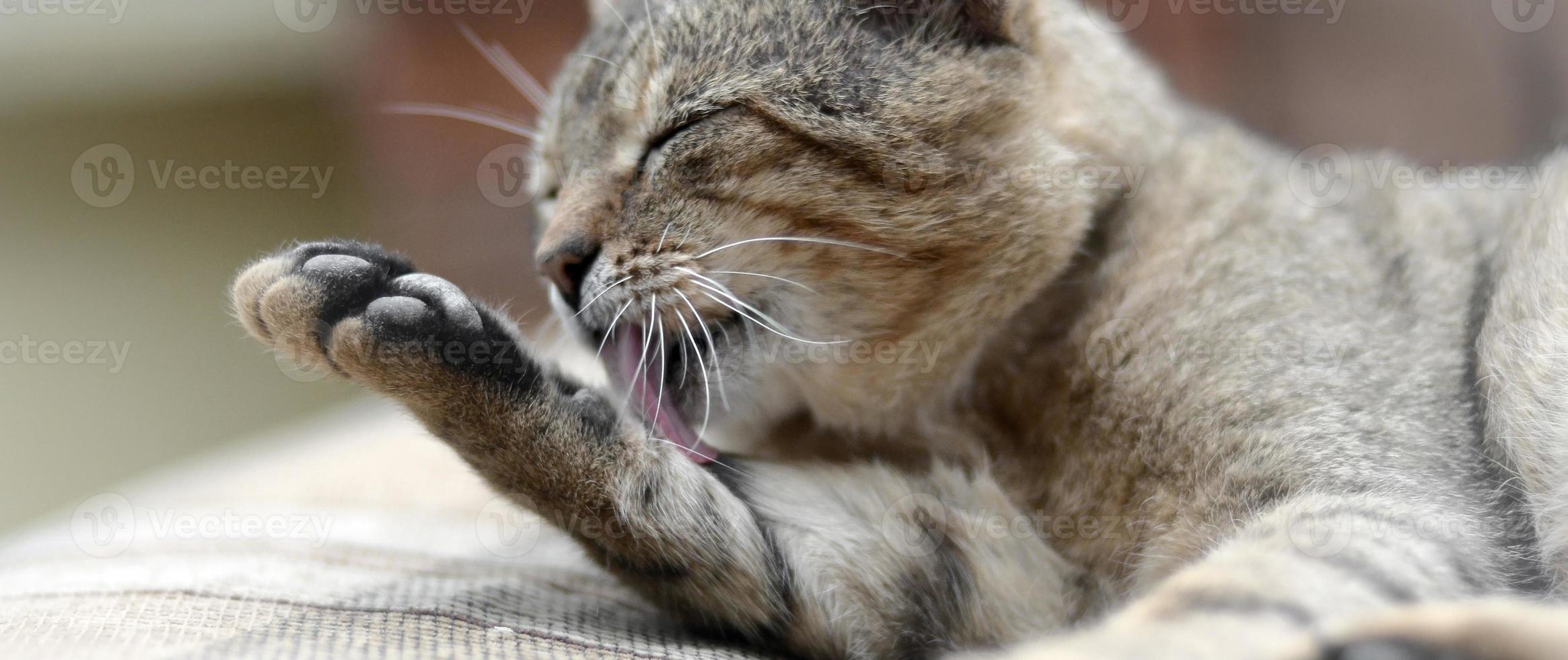 Portrait of tabby cat sitting and licking his hair outdoors and lies on brown sofa photo