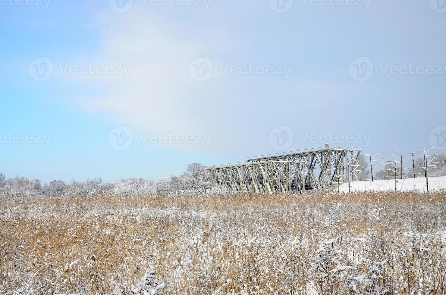 Snow-covered wild swamp with a lot of yellow reeds, covered with a layer of snow. Winter landscape in marshland photo