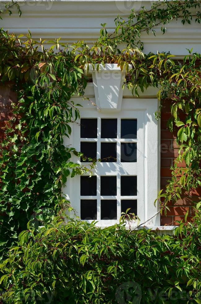 White window on green wall with climbing plant. Natural green leaf grass cover wall with white window background, Eco friendly backdrop photo