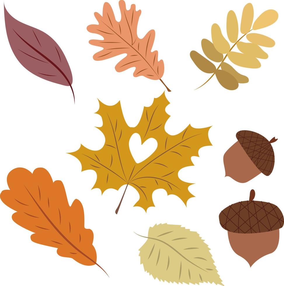 conjunto de coloridas hojas de otoño y acron. licencia de otoño vector