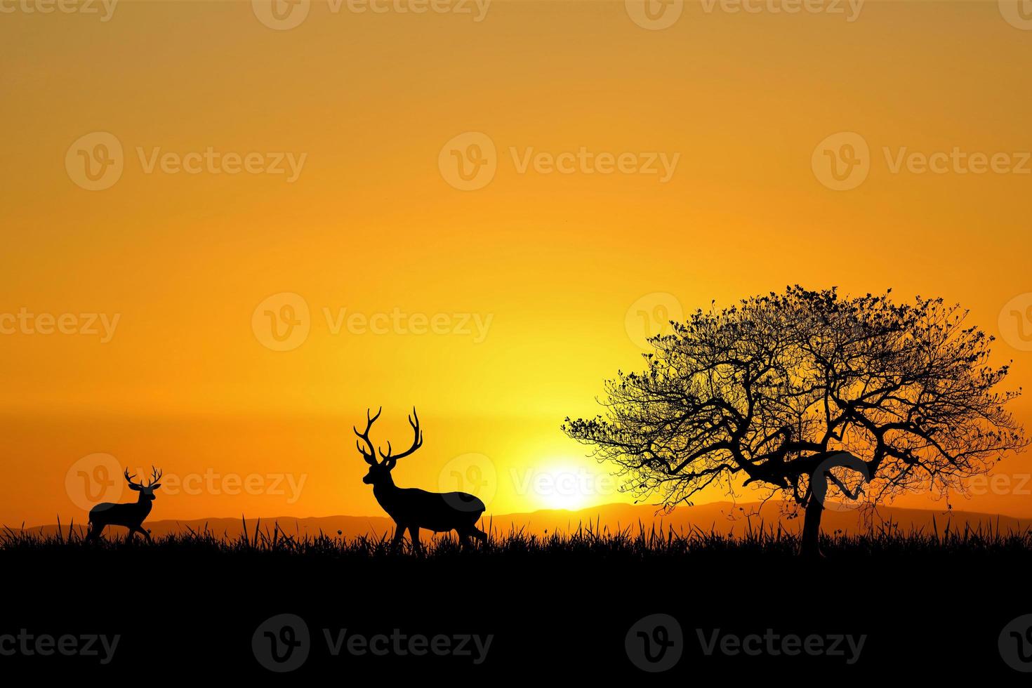 Silhouette for a beautiful evening or morning light background with copyspace for content. photo