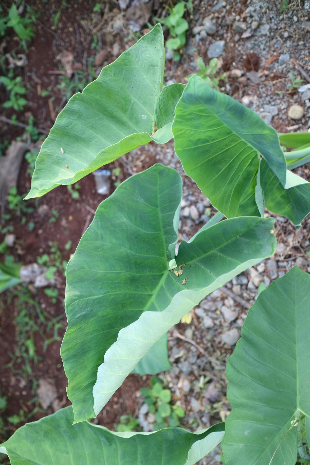 A green plant with broad, heart shaped leaves called taro plant