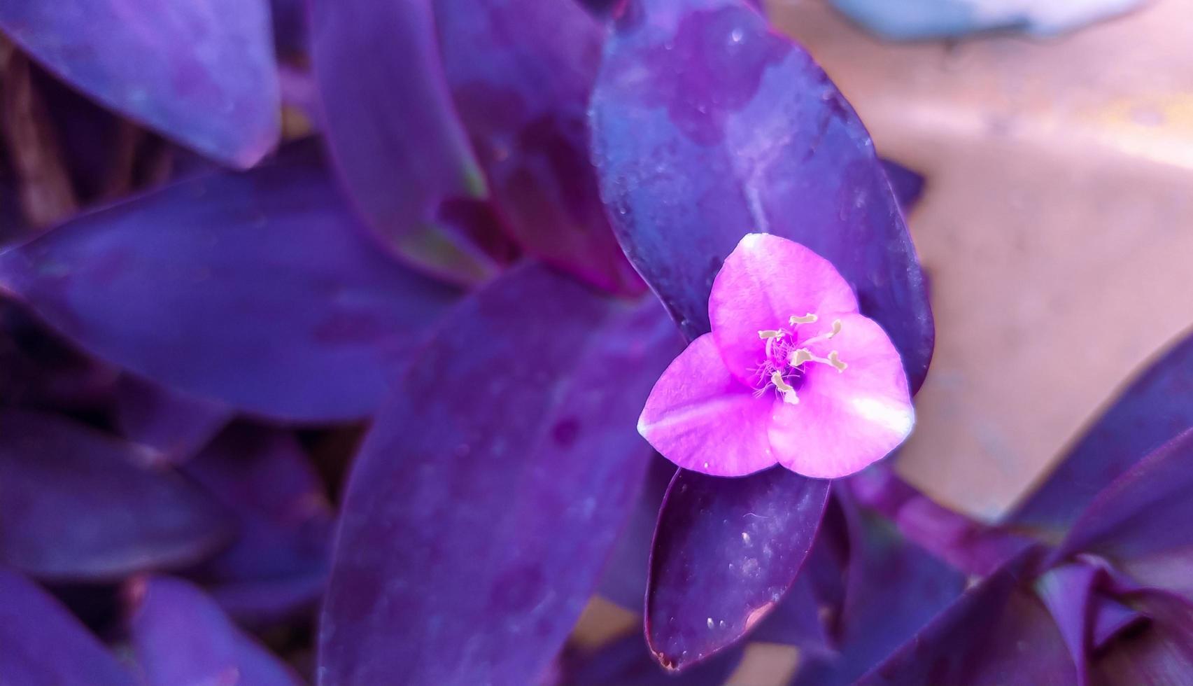 beautiful flowers in unhu color on page, wallpaper or flower background photo