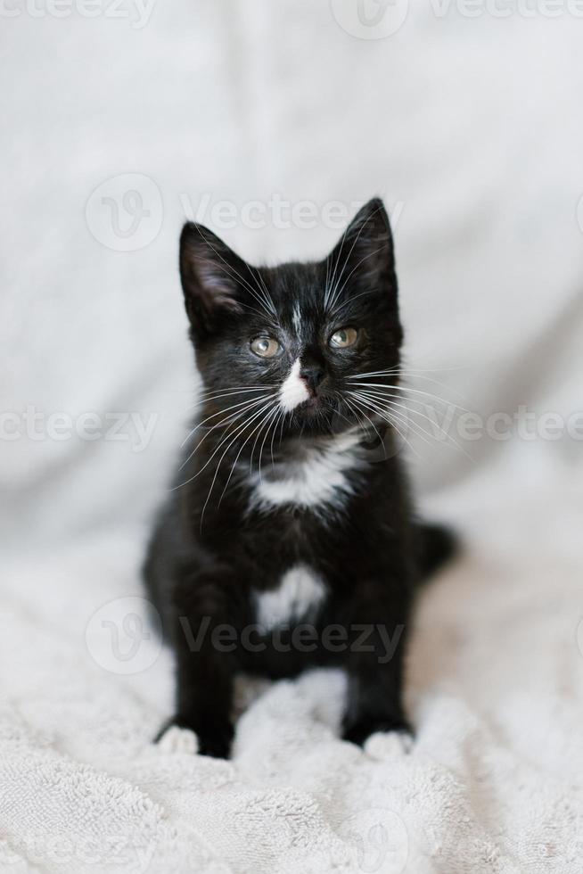 Cute Black with white spots little cat sitting on the couch photo