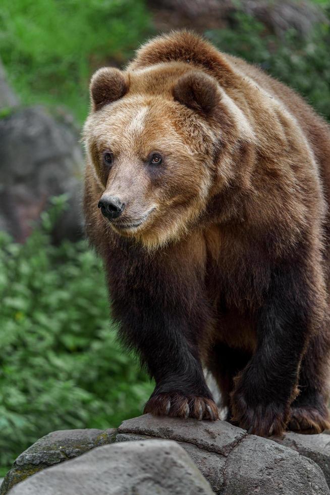 Kamchatka brown bear photo