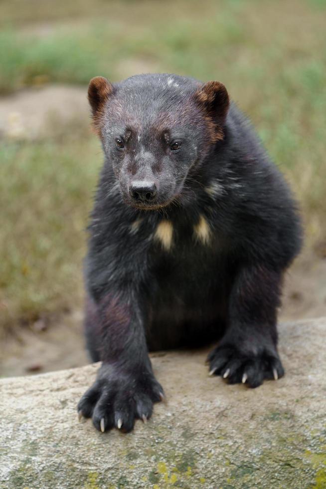 Portrait of Wolverine photo