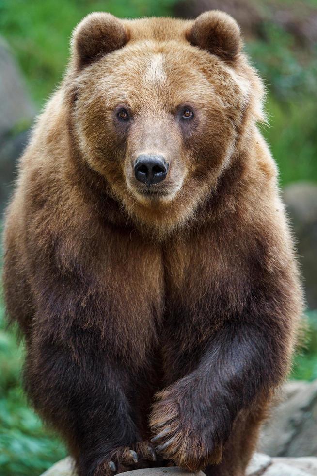 Kamchatka brown bear photo