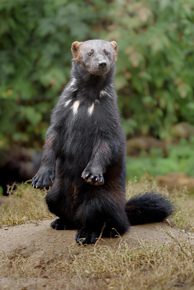 Portrait of Wolverine photo