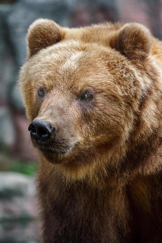 kamchatka oso pardo foto