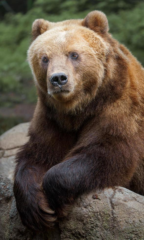 Kamchatka brown bear photo