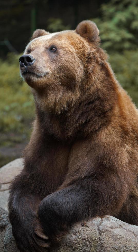 Kamchatka brown bear photo