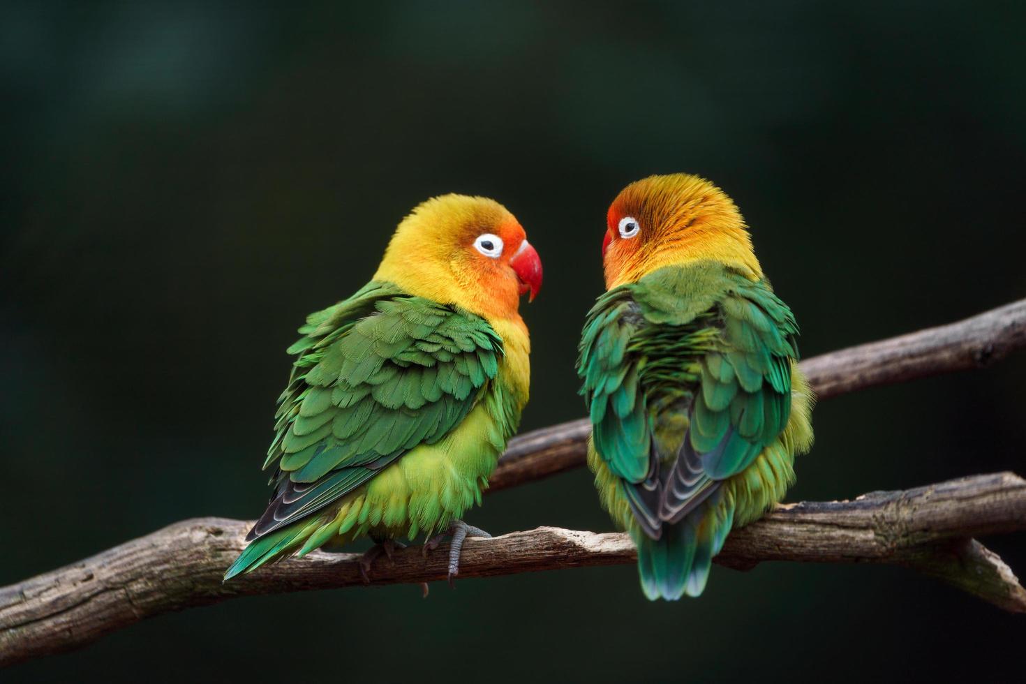 Fischer's lovebird on branch photo