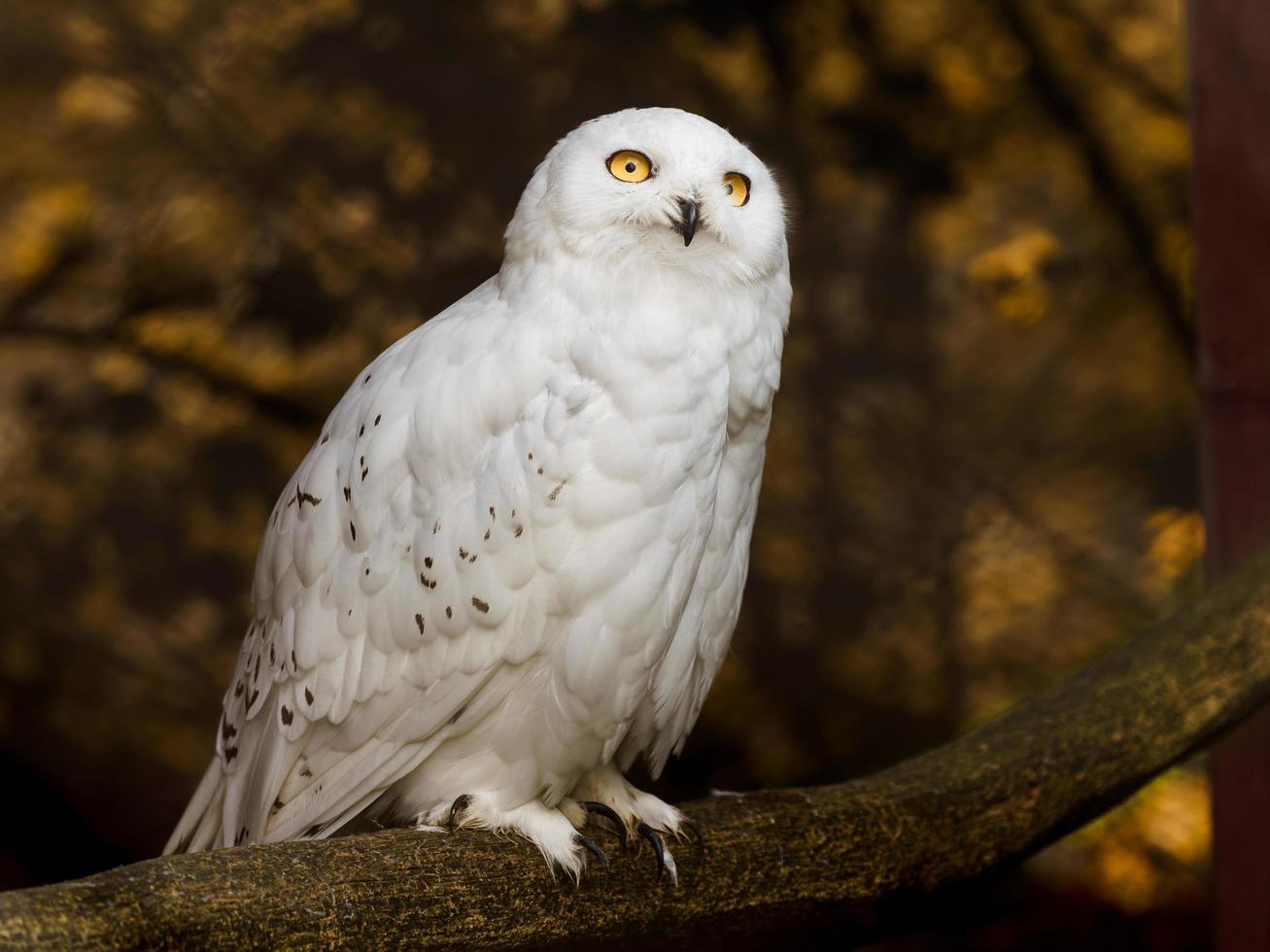 Portrait of Snowy owl photo