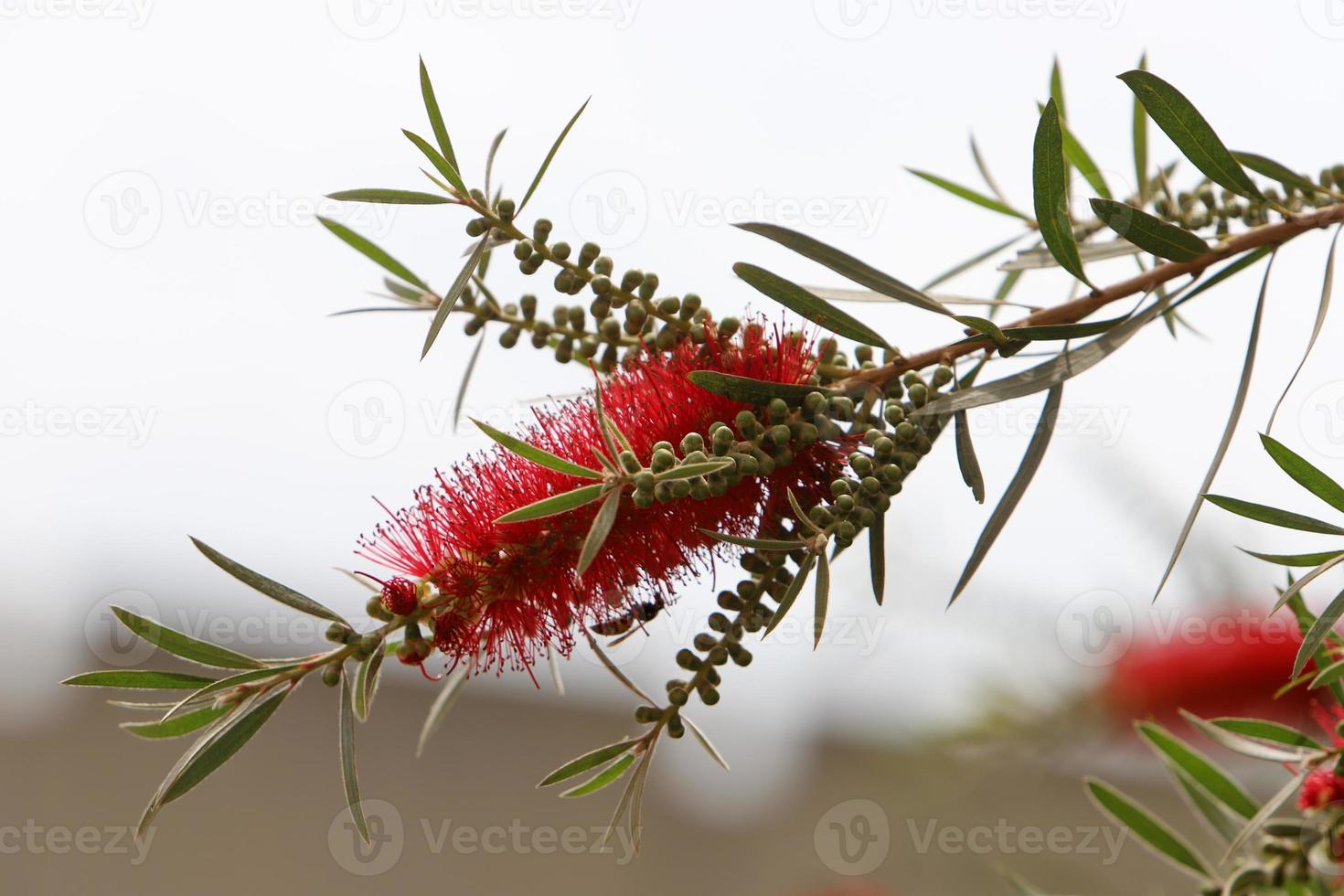Summer flowers on trees in a city park in Israel. photo