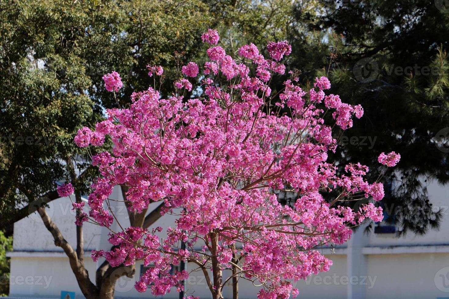 Summer flowers on trees in a city park in Israel. photo