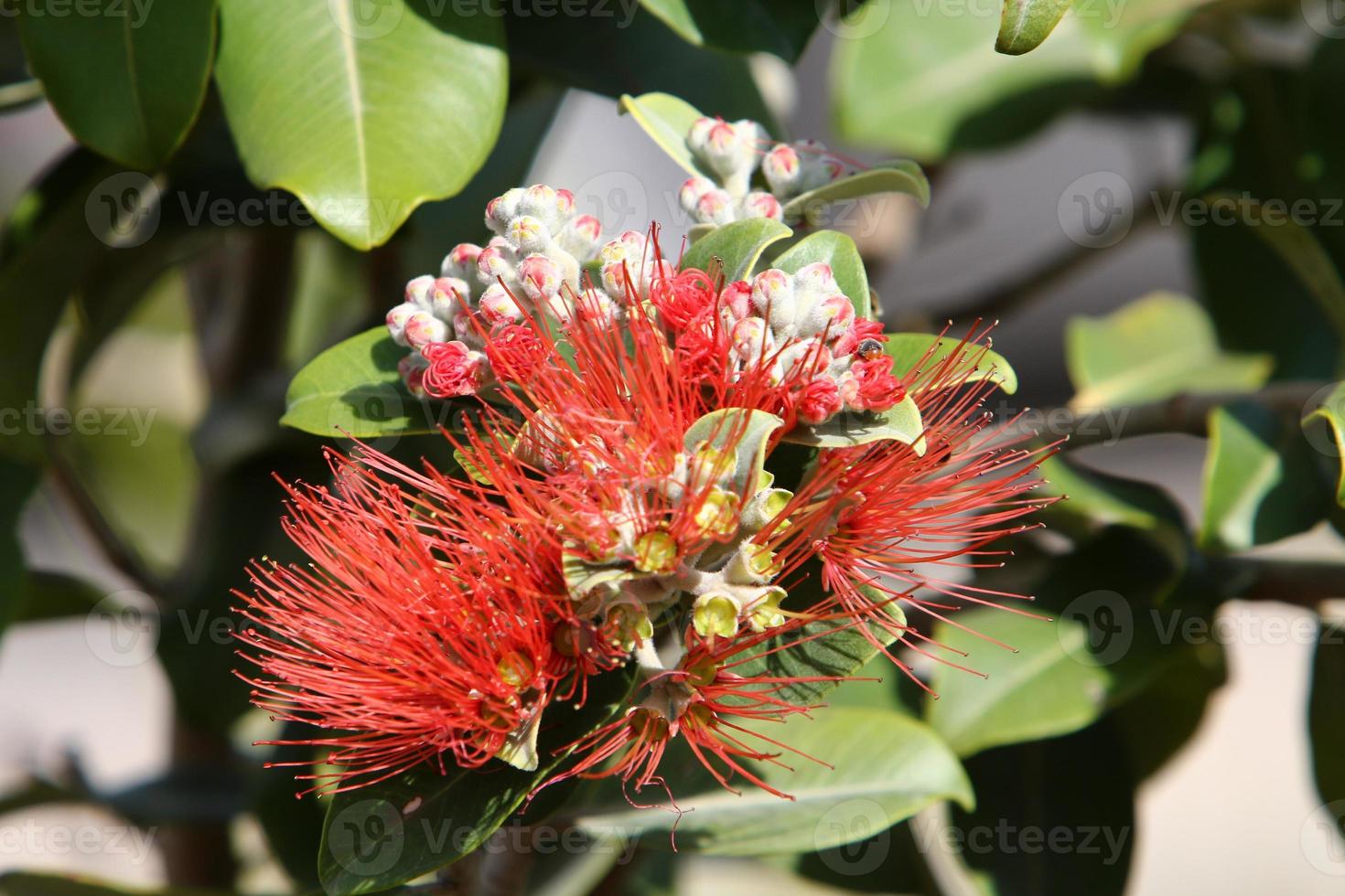 Summer flowers on trees in a city park in Israel. photo