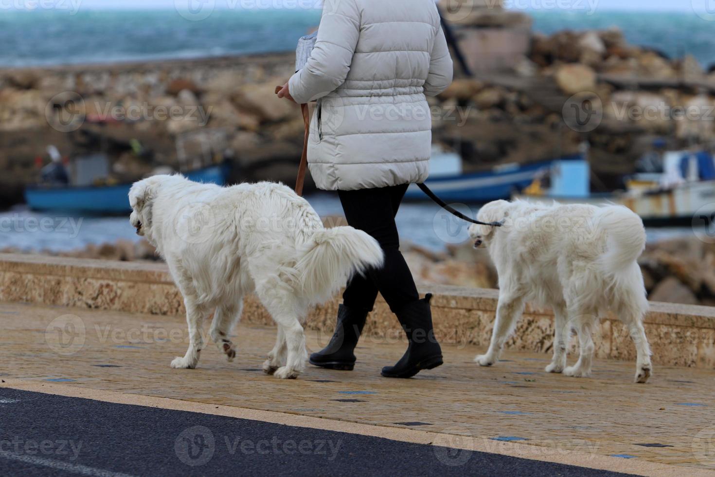 perro paseando por un chico de la ciudad junto al mar. foto