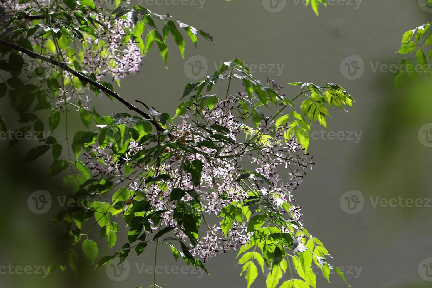 Summer flowers on trees in a city park in Israel. photo